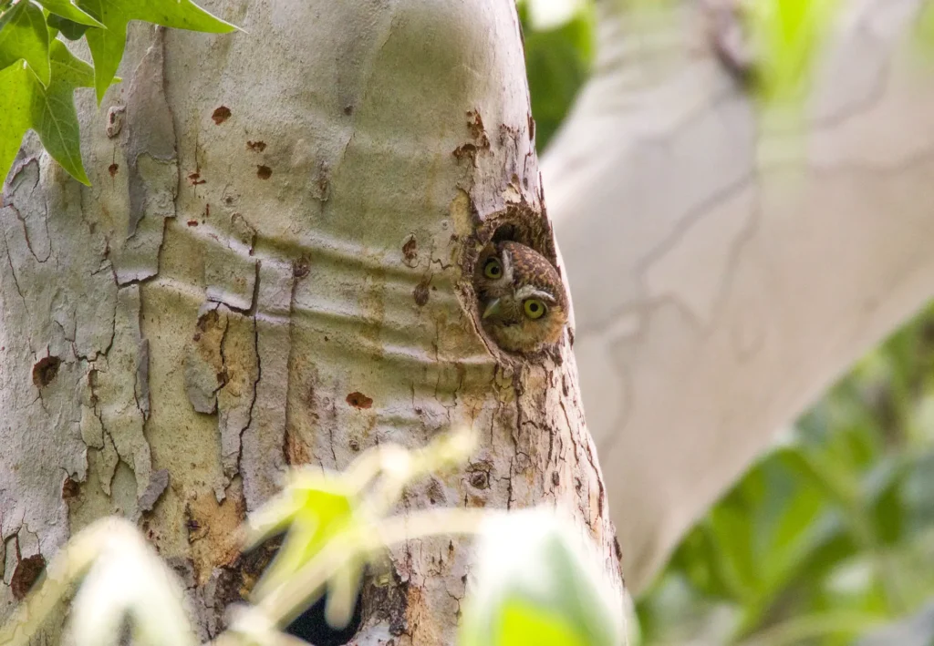 Elf Owls