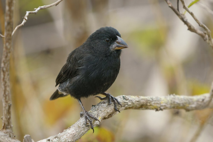 Finch on San Cristobal in the Galapagos
