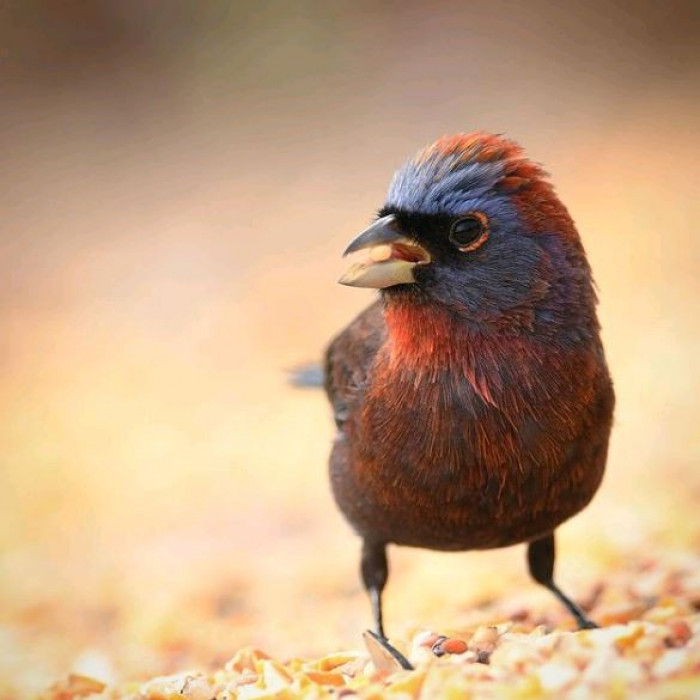 It is a sturdy bird with a very short tail. Males are only 4.3-5.5 inches long. They have a mosaic of rich plum, crimson, lavender, violet, cherry red, and blue,