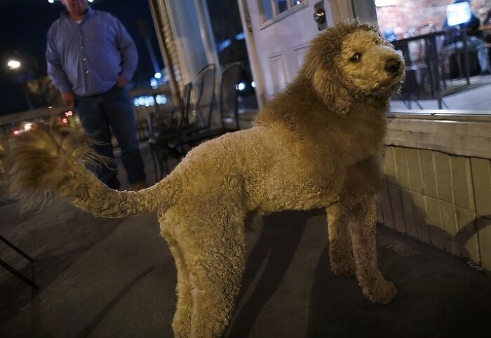 Labradoodle With A Lion Haircut. Multiple 911 Calls Ensued Concerning The Mini Lion