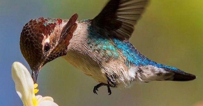 Males have green bodies with bright red necks, while females are blue with a black neck and underbelly.