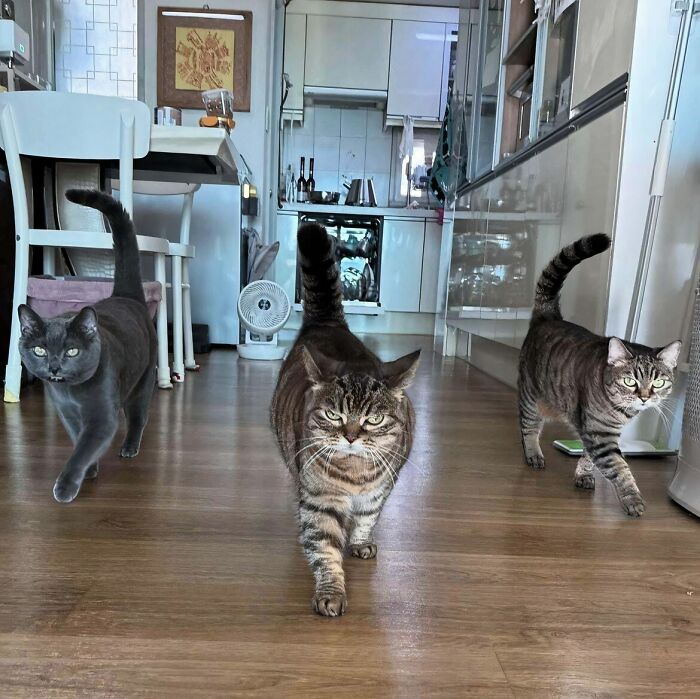 The Council Enters