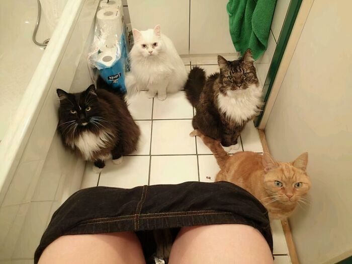 The Council Has Decided That You Need Supervision