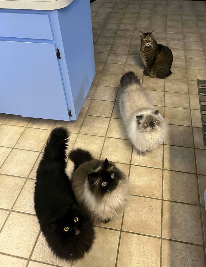 The Council Requires Snackies
