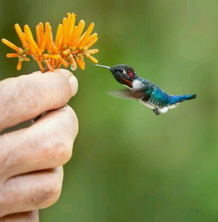 The bee hummingbird is currently classified as near threatened, indicating a decline in its population.