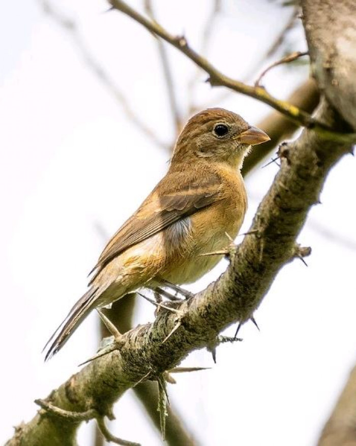 The females and the young ones are light to chestnut brown and speckled with white.