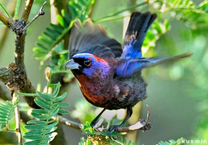 The females lay two to five blue-white eggs and incubate them for about two weeks.