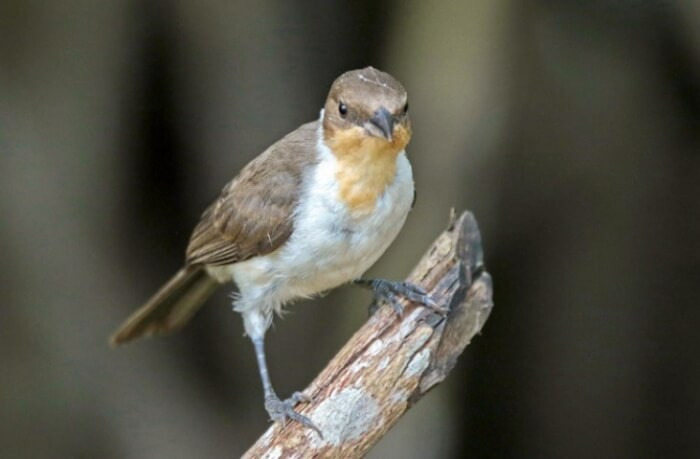 The juveniles of this species are equally captivating, adorned in a mix of brown, white, and yellow plumage.