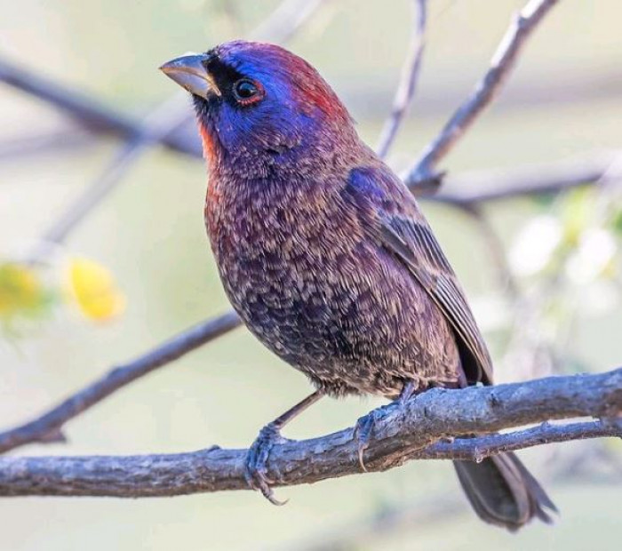 Their nests are cup-shaped and typically located near water.