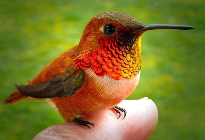 Their stunning iridescent plumage, characteristic of all hummingbirds, sets them apart from bees.