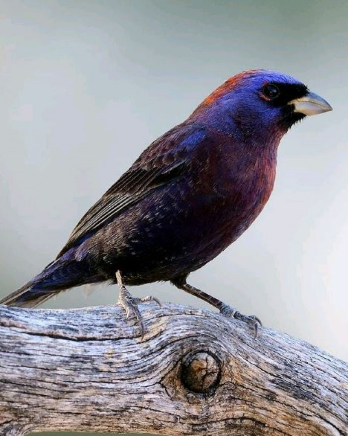 They begin nesting in late May through to early June.