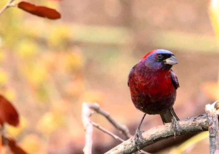 They prefer habitats with shrubs and bushes, often on steep slopes.