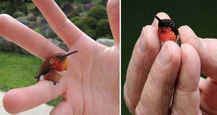 This delicate bird is one of nature's tiniest wonders and a true marvel of evolution.