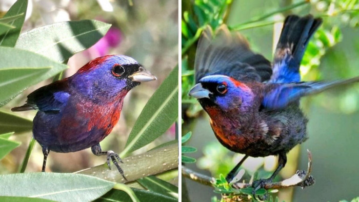This is Varied Bunting