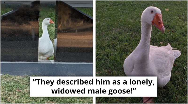Grieving Goose Roams The Cemetery Searching For Lost Partner, Gets New Soulmate On Valentine's Day