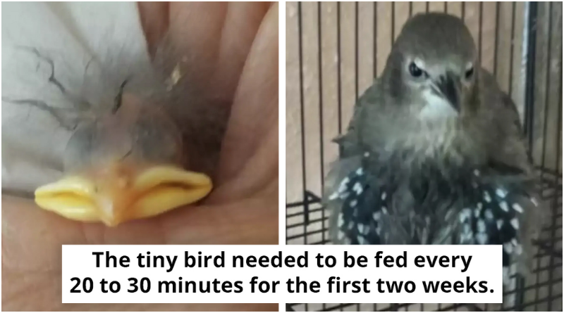 From Eggshell Rescue To Remarkable Transformation