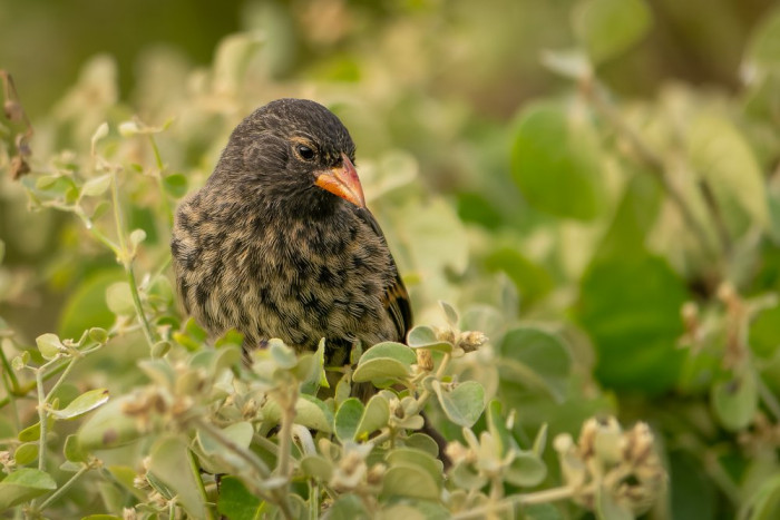 Vampire finch on Wolf Island, Galapagos