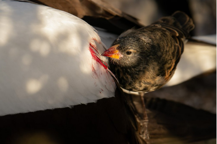 Vampire finch on a Nazca booby at Wolf Island, Galapagos