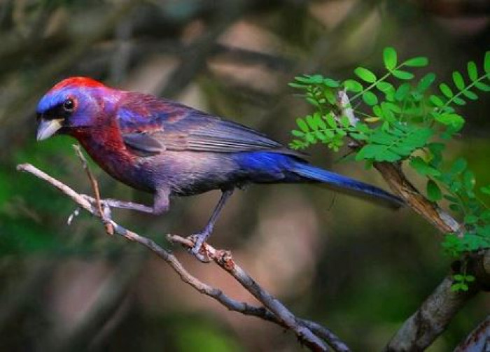 Varied bunting hunt insects but also eat fruit and any seeds they can find.