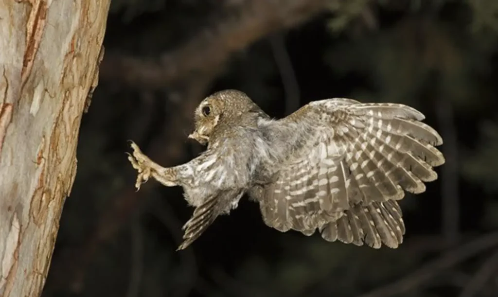 bird cute