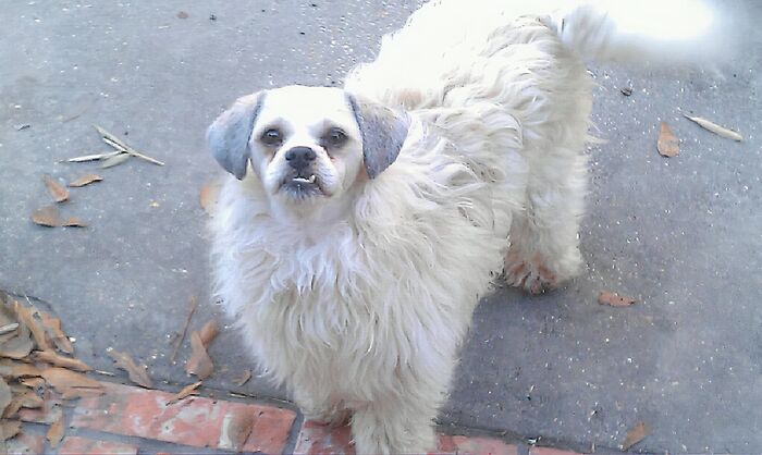 "So, My Friend's Dog Just Got A Haircut"