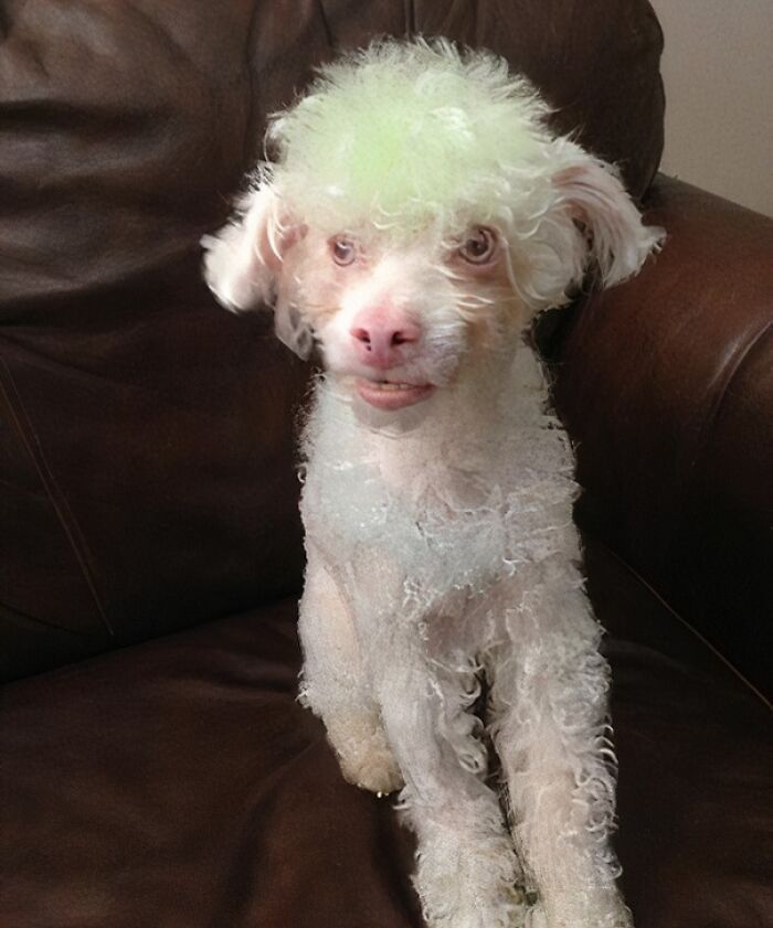 "Sister: I'll Save So Much Money If I Cut The Dog Hair Myself... " She Is No Longer Allowed Near The Dog"