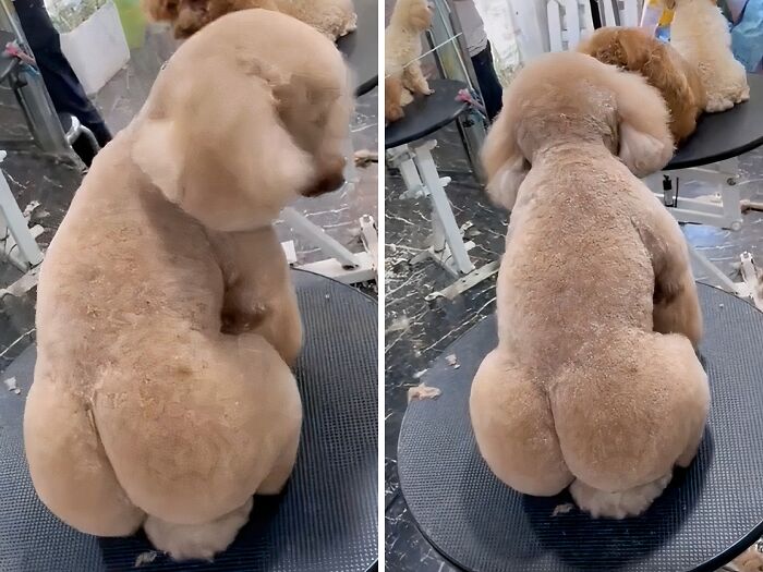 "This Dogs Haircut"