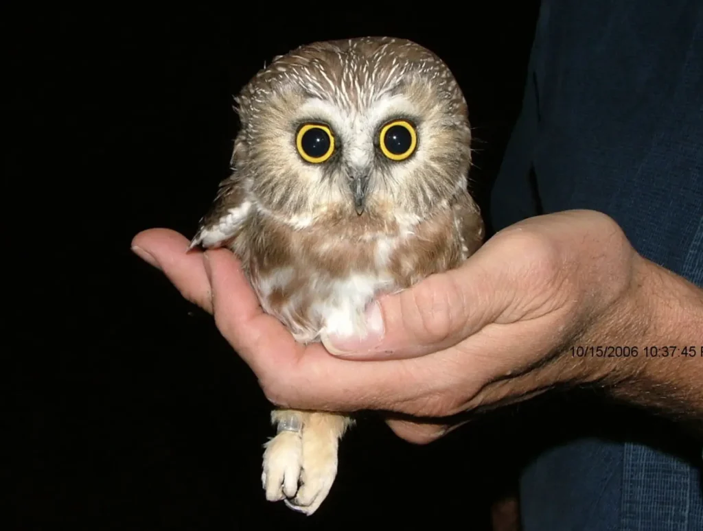 new born bird