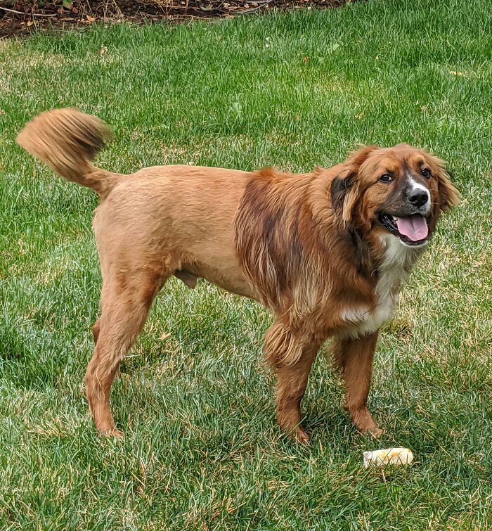 "Took Him For A Trim Because His Back Half Was Starting To Get Dreads. Dropped Off A Pup, Picked Up A Lion"