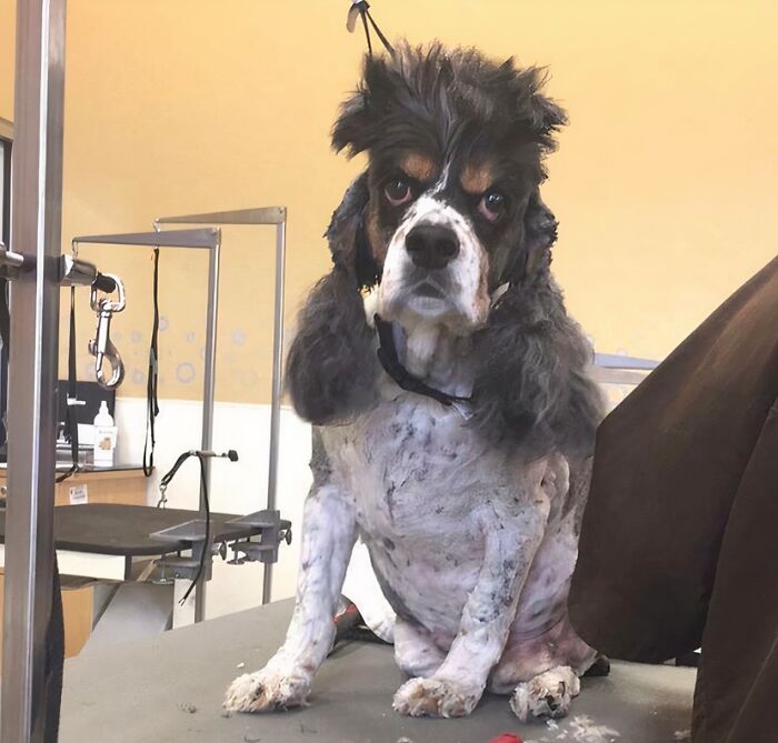 "When You Get Skunked & Have To Go To The Groomers 3 Times In One Month, But On The Third Time You Parent Asks The Groomer If They Have Time For A Haircut"
