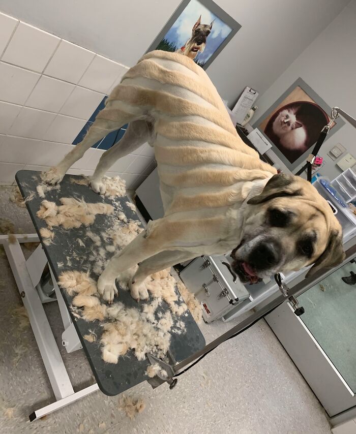 "I Had A Little Too Much Fun With Titus’ Pre-Shave"
