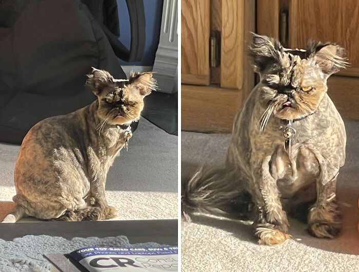 "Surprise From The Groomers"